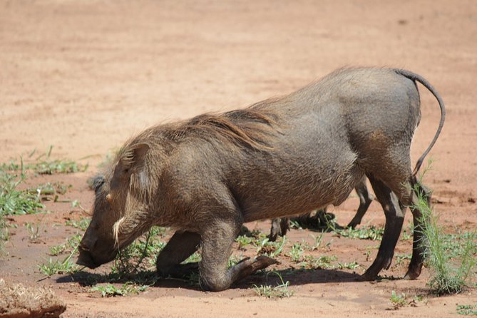 Pilanesberg National Park Full-Day Tour from Johannesburg - The vehicle and the feel of the safari