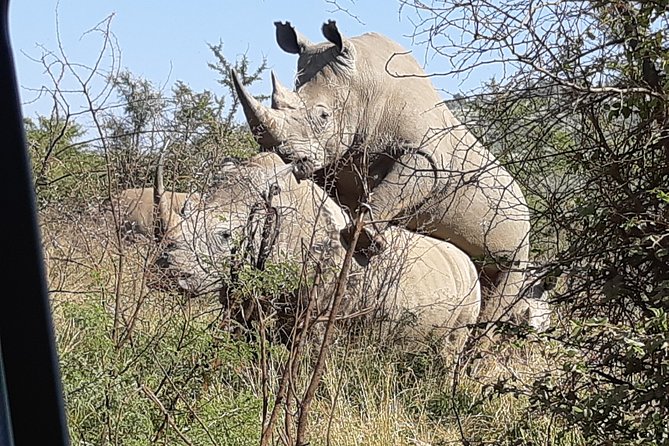 Pilanesberg National Park Full-Day Tour from Johannesburg - Who will get the most from this day