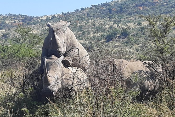 Pilanesberg National Park Full-Day Tour from Johannesburg - Cancellation and booking timing