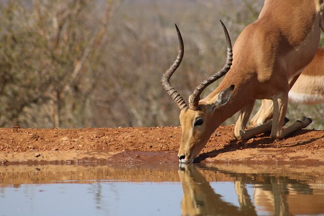 Pilanesberg National Park Safari in Open Vehicle from Johannesburg - Why Pilanesberg works for a Johannesburg day trip