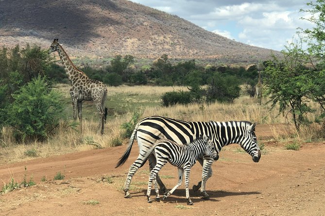 Pilanesberg National Park Safari in Open Vehicle from Johannesburg - The midday break and lodge lunch