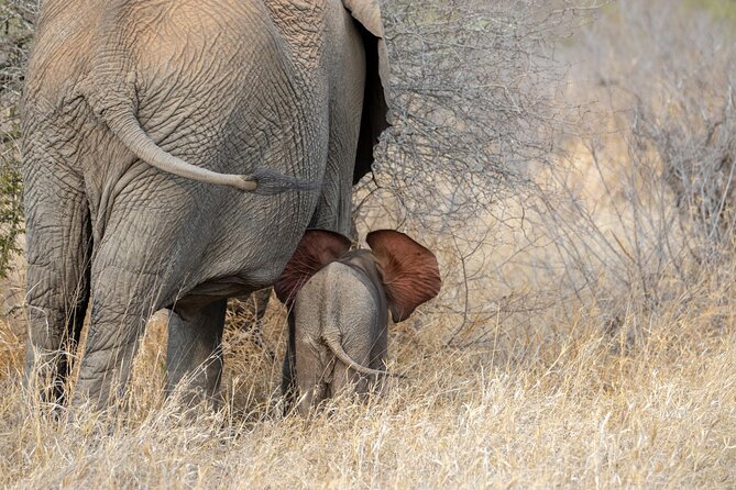 Pilanesberg National Park Safari in Open Vehicle from Johannesburg - Photography from an open-sided vehicle