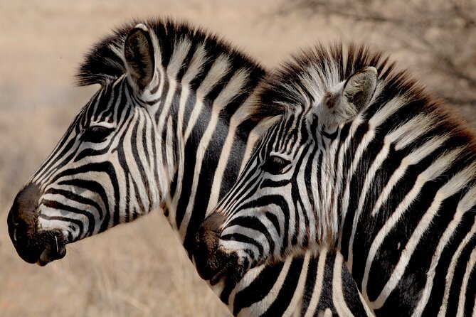 Pilanesberg National Park Safari in Open Vehicle from Johannesburg - The 5:30 a.m. pickup from Johannesburg