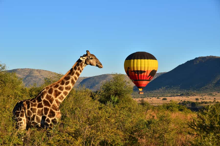 Pilanesberg National Park/Sun City Hot Air Balloon Safari - Key points to know before booking