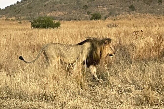 Pilanesberg National Park Tour - Key points at a glance