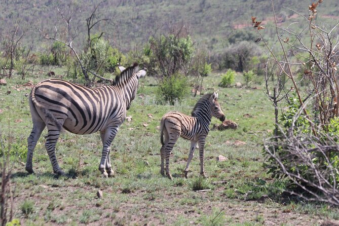 Pilanesberg Nature Reserve - Why Pilanesberg works well as a day safari