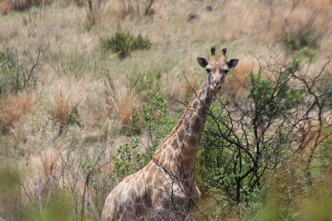 Pilanesberg Nature Reserve - What makes the open vehicle worthwhile