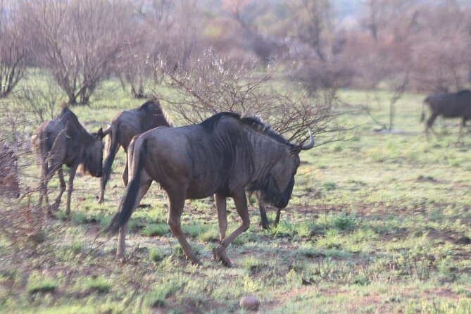 Pilanesberg Nature Reserve - Lunch at Zebra Crossing Restaurant