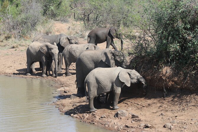 Pilanesberg Nature Reserve - Is the $229.31 price good value?
