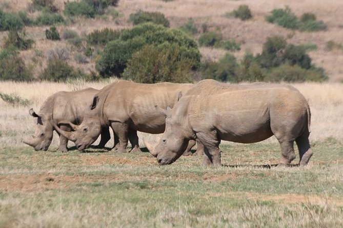 Pilanesberg Nature Reserve - Inside the 550-square-kilometre reserve