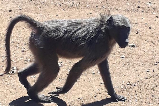 Pilanesberg Safari Fullday - Why Pilanesberg makes a strong safari choice