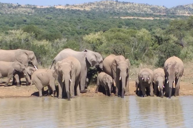 Pilanesberg Safari Fullday - Searching for the Big Five and other animals