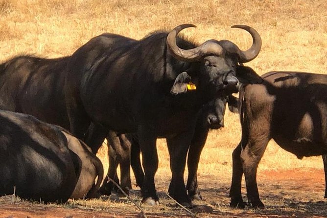 Pilanesberg Safari Fullday - Lunch with wildlife nearby