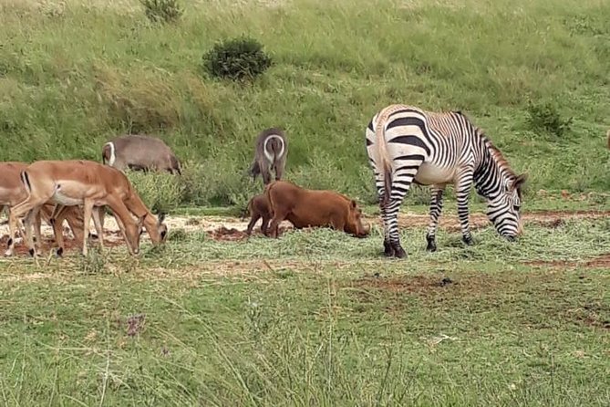 Pilanesberg Safari Fullday - A birding day as well as a mammal safari