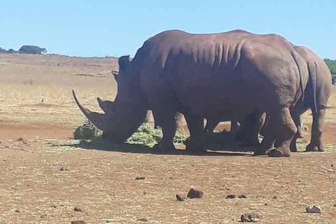 Pilanesberg Safari Fullday - Guiding, organization, and the human side of the day