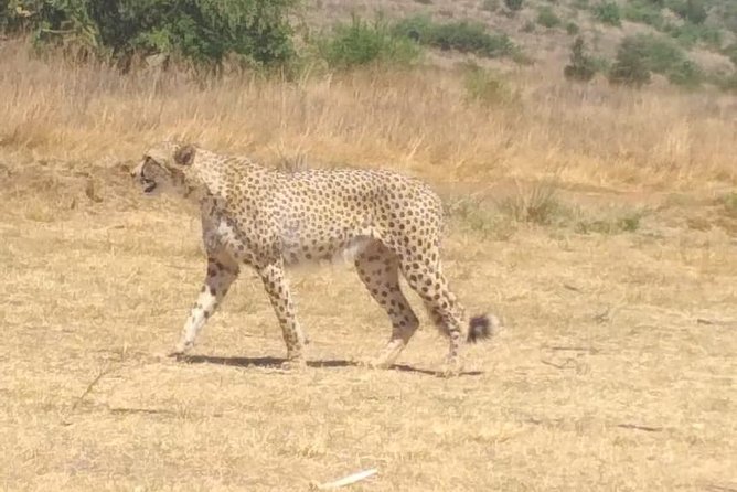 Pilanesberg Safari Fullday - Is the $144.25 price good value?