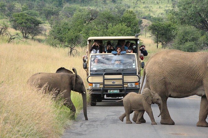 Pilanesberg Safari Open vehicle game Full Day - A full safari day from Pretoria