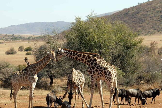 Pilanesberg Safari Open vehicle game Full Day - The morning game drive