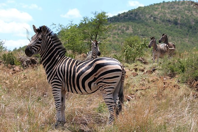 Pilanesberg Safari Open vehicle game Full Day - Lunch at a lodge inside the park
