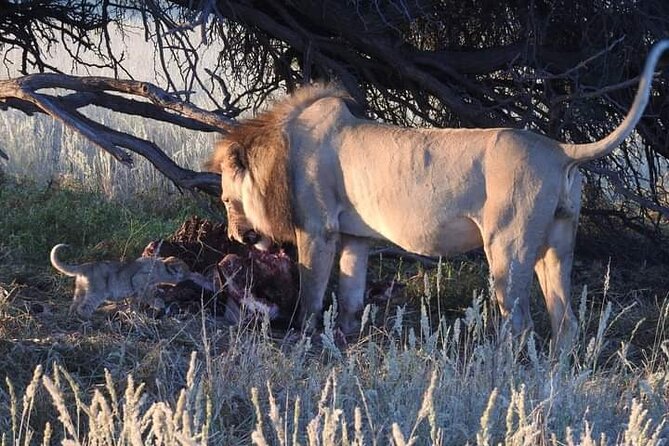 Pilanesberg Safari Open vehicle game Full Day - The later game drive and the Big Five question