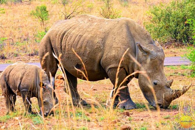 Pilanesberg Safari Open vehicle game Full Day - Comfort, group size, and practical limits
