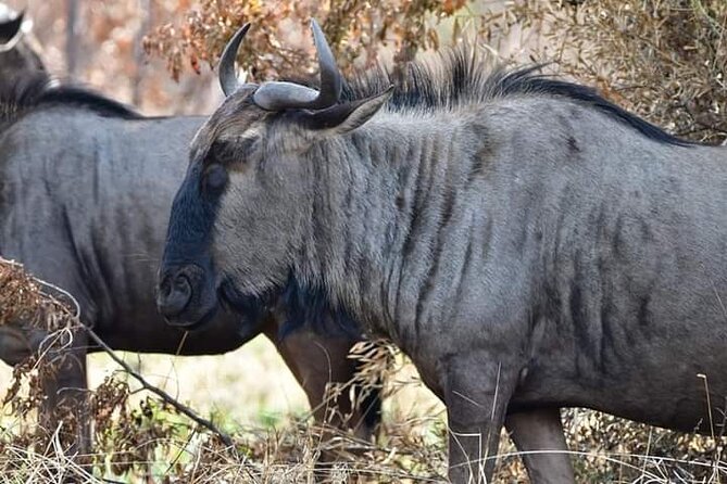 Pilanesberg Safari Open vehicle game Full Day - The drive to Pilanesberg