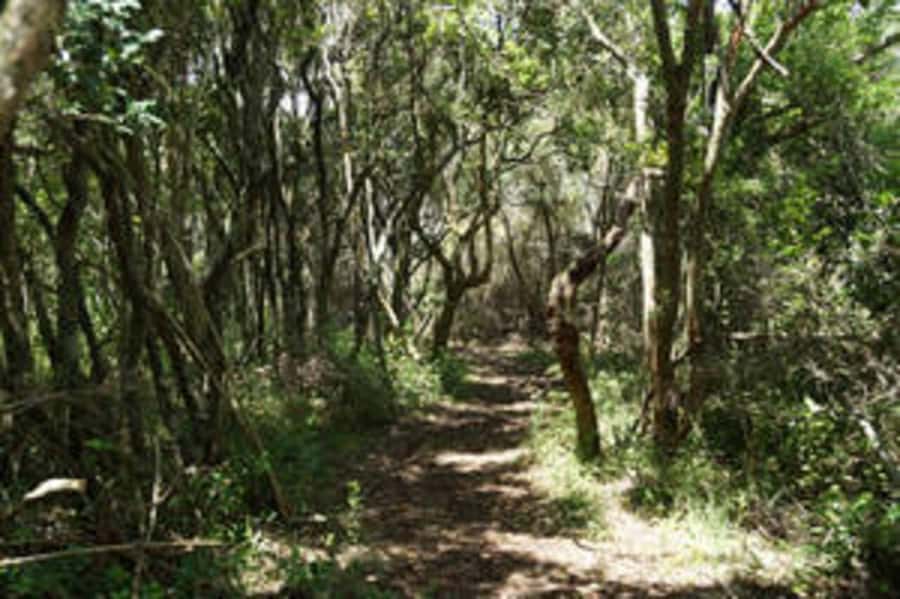 Plettenberg: 2-Hour Zipline Tour - The short walk and the first safety briefing