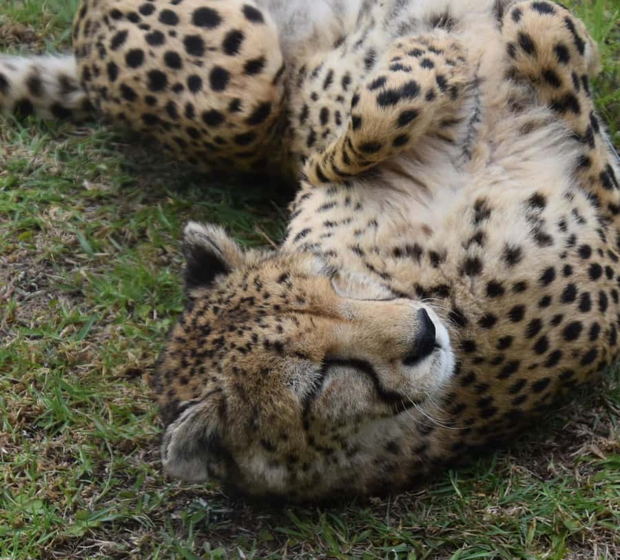 Plettenberg Bay: Cats in Conservation Full Day Tour - What the $104 price really covers