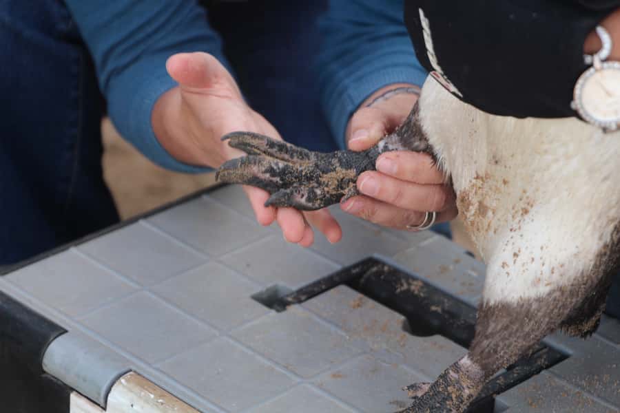 Plettenberg Bay: Cats in Conservation Full Day Tour - Who will enjoy this day most