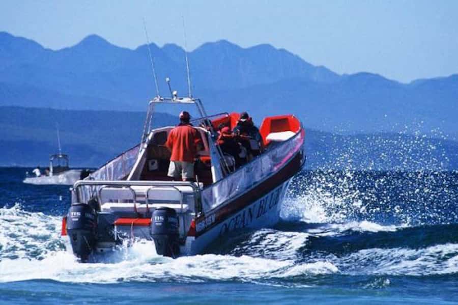 Plettenberg Bay: Dolphin and Marine Boat Tour - Key things to know before booking