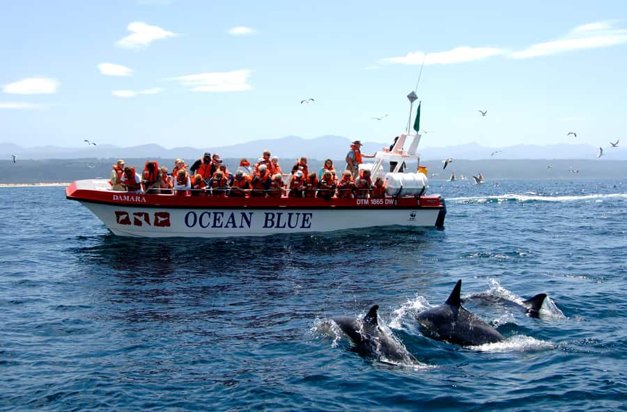 Plettenberg Bay: Dolphin and Marine Boat Tour - Why this Plettenberg Bay boat trip is worth considering