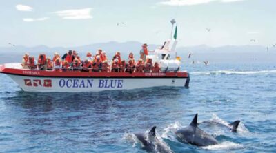 Dolphin and Marine Boat Tour