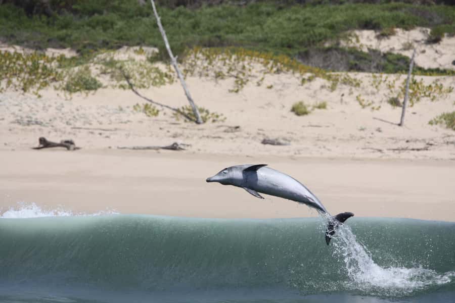 Plettenberg Bay: Dolphin and Marine Boat Tour - Crossing the bay for open-water wildlife