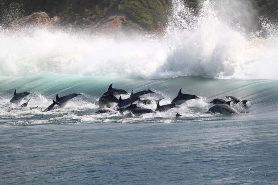 Plettenberg Bay: Dolphin and Marine Boat Tour - Around the wild side of Robberg Peninsula