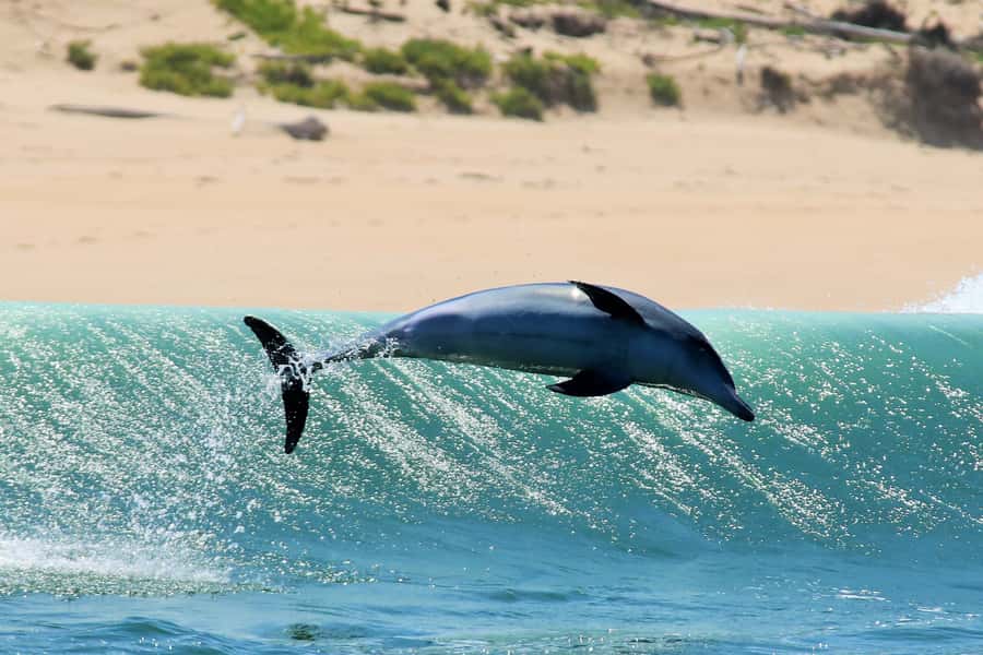 Plettenberg Bay: Dolphin and Marine Boat Tour - The Cape Fur Seal Colony from the water