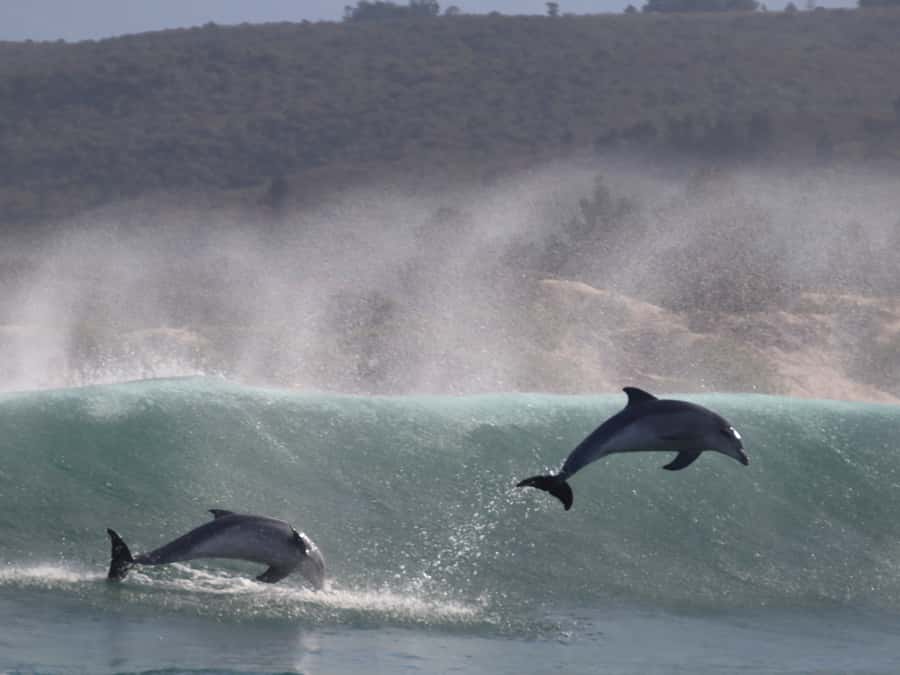Plettenberg Bay: Dolphin and Marine Boat Tour - Robberg Beach, Beacon Island, and the final landing