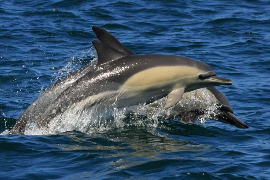 Plettenberg Bay: Dolphin and Marine Boat Tour - Price, inclusions, and practical value