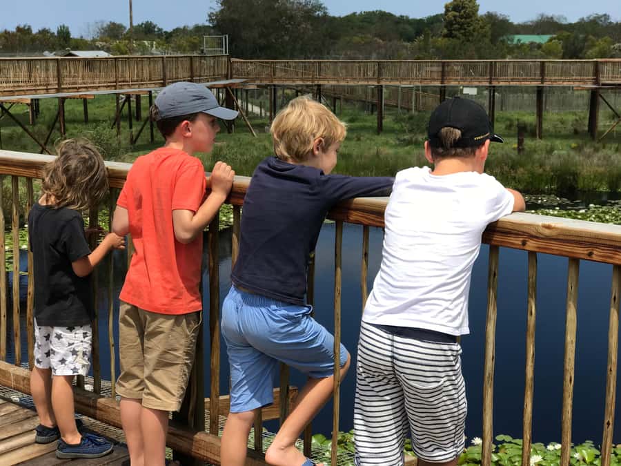 Plettenberg Bay: EcoKidz Family Wildlife Tour - Meerkats, owls, and the first easy wins
