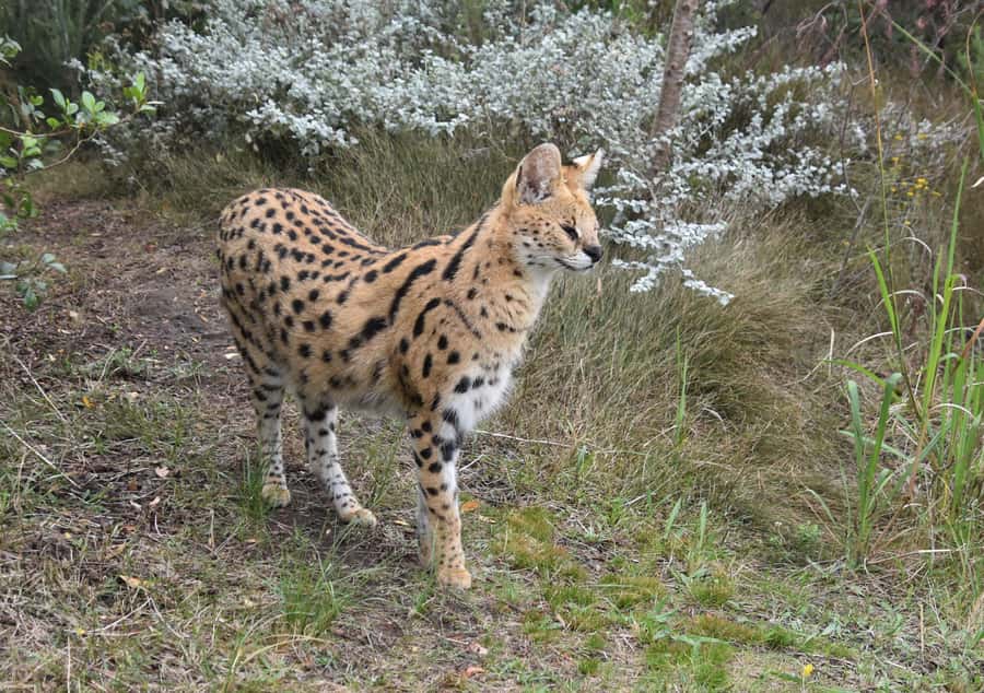 Plettenberg Bay: EcoKidz Family Wildlife Tour - Searching for African wildcats