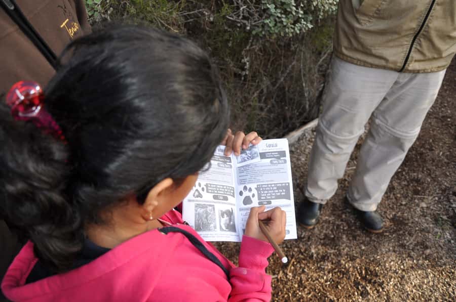 Plettenberg Bay: EcoKidz Family Wildlife Tour - Cheetahs, leopards, and the white lion