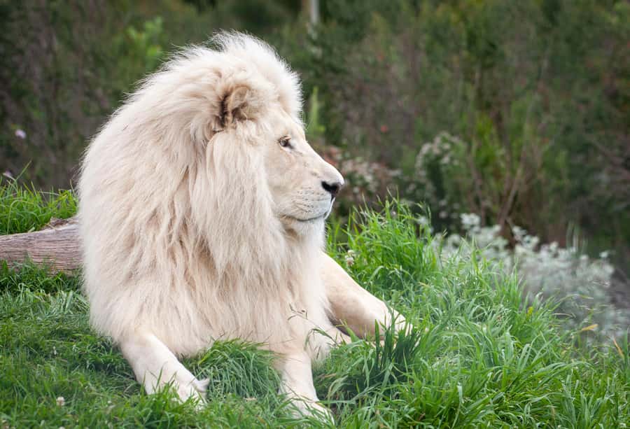 Plettenberg Bay: EcoKidz Family Wildlife Tour - The guide can shape the whole experience
