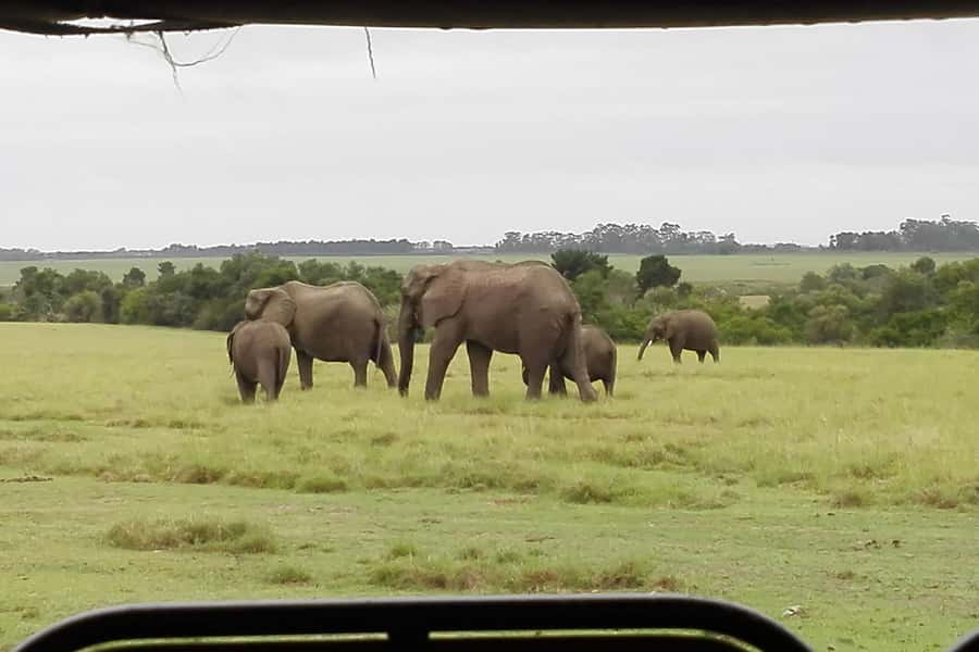 Plettenberg Bay Game Reserve: 2-Hour Game Drive - The animals you may see