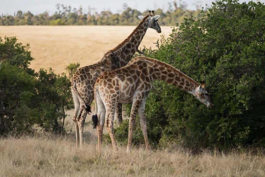 Plettenberg Bay Game Reserve: 2-Hour Game Drive - What happens during the two-hour drive