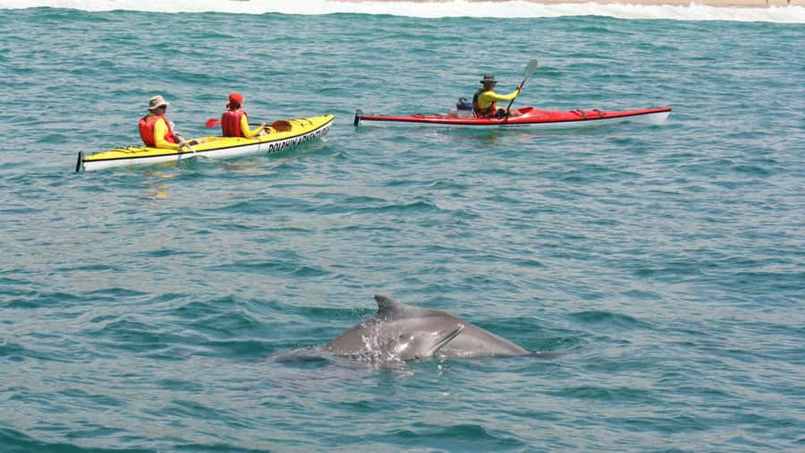 Plettenberg Bay: Guided Sea Kayak Tour - Key points before you paddle