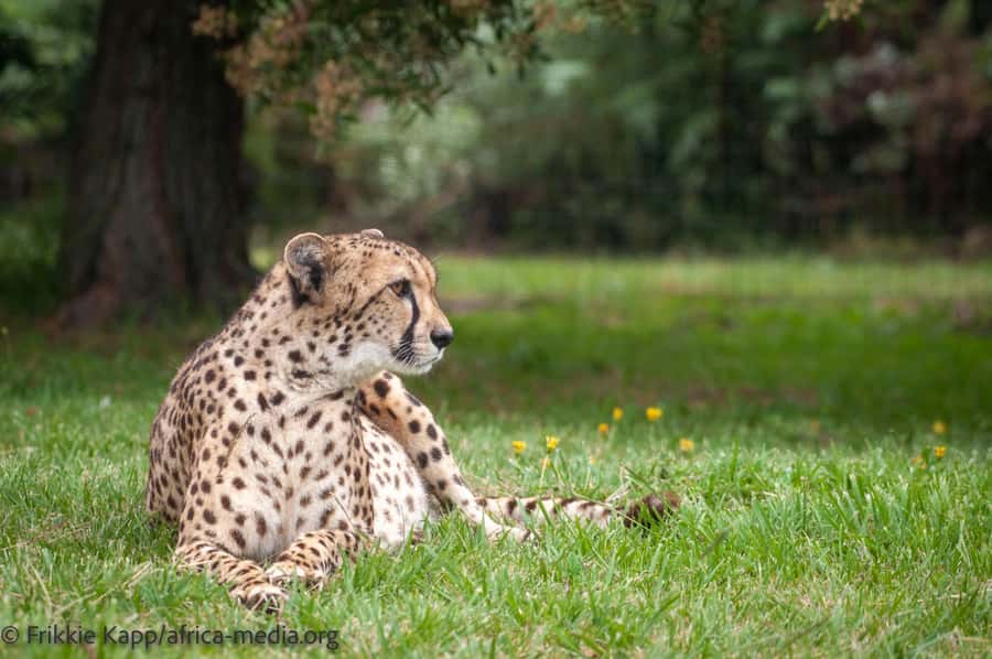 Plettenberg Bay: Private Guided Wildlife Photography Tour - Searching the leopard walkway