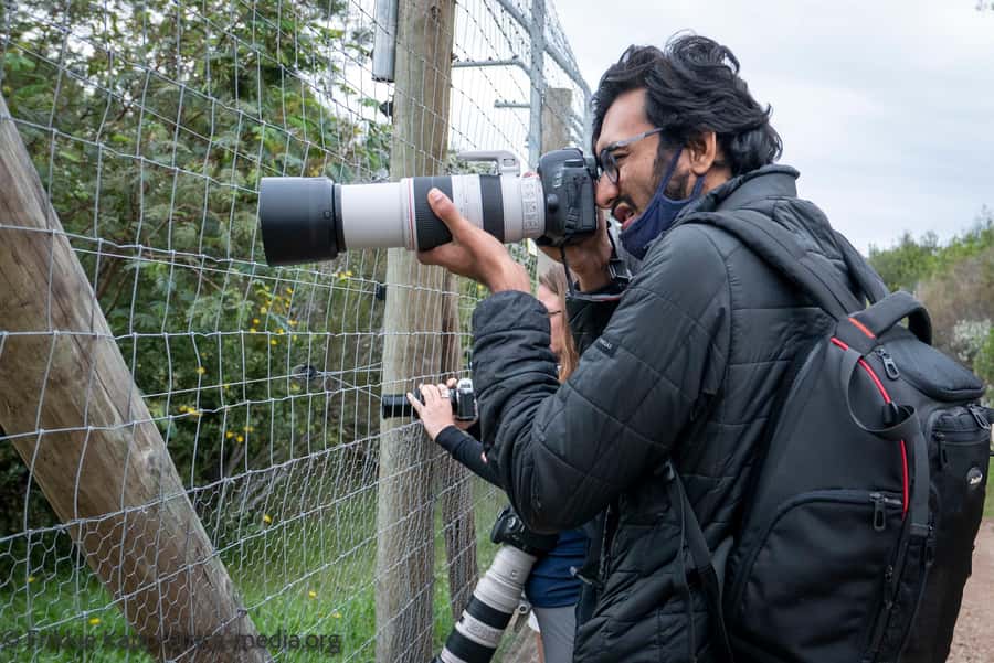 Plettenberg Bay: Private Guided Wildlife Photography Tour - Photographing cheetahs and discussing their future