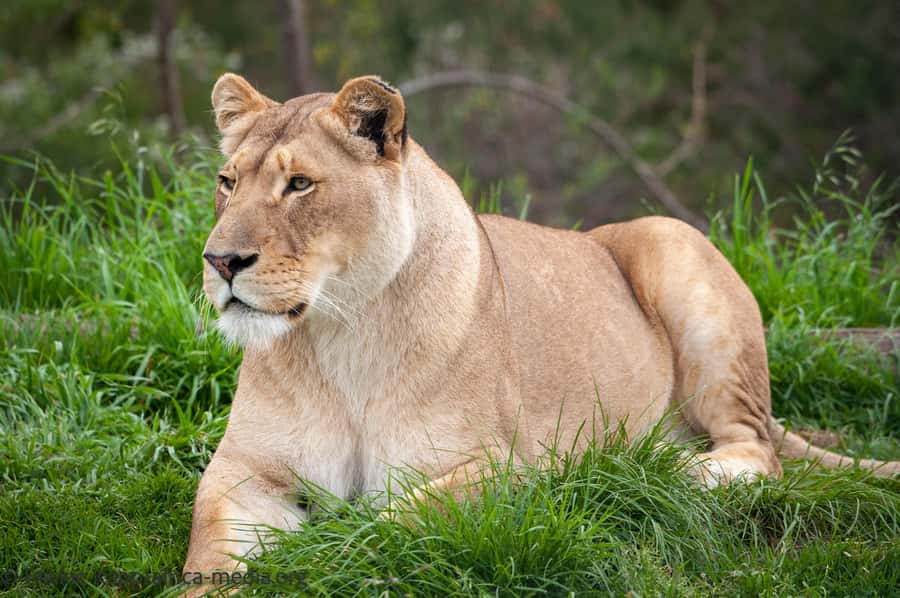 Plettenberg Bay: Private Guided Wildlife Photography Tour - White lions, caracals, and servals at closer range