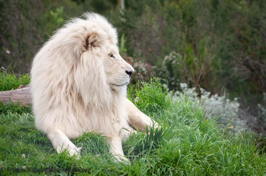 Plettenberg Bay: Private Guided Wildlife Photography Tour - Breaks, snacks, and the small retail stop