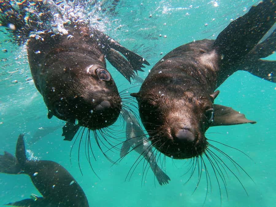 Plettenberg Bay: Seal Colony Viewing Excursion - Quick facts worth knowing