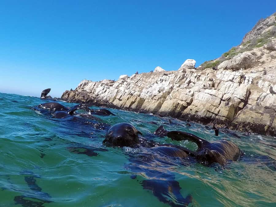 Plettenberg Bay: Seal Colony Viewing Excursion - Meeting the Robberg Express at Central Beach